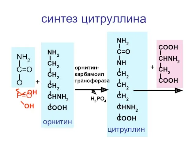 NH2 C=O O P=O OH OH + NH2 CH2 CH2