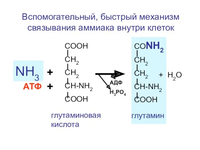 Вспомогательный, быстрый механизм связывания аммиака внутри клеток СООН СН2 СН2