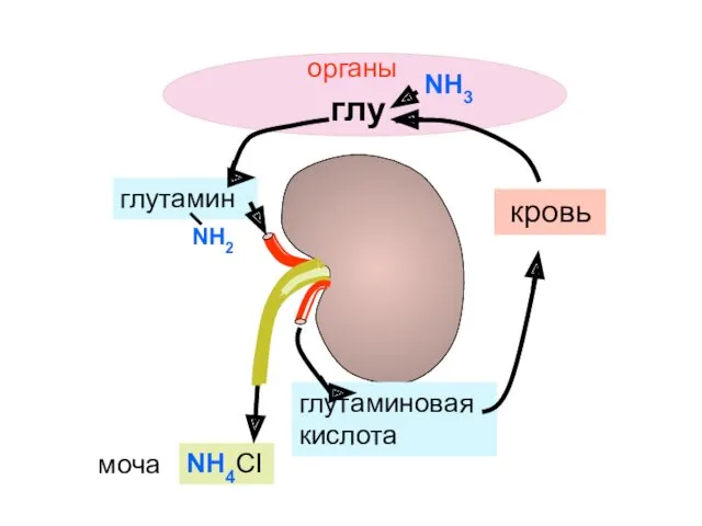 глутамин глутаминовая кислота NH4CI кровь органы глу NH3 моча NH2