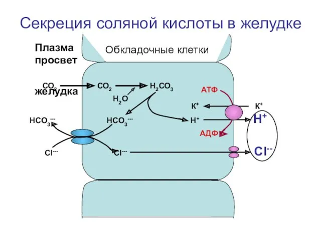 Секреция соляной кислоты в желудке Обкладочные клетки СО2 СО2 Н2СО3