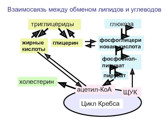 триглицериды глюкоза жирные кислоты глицерин фосфоглицериновая кислота фосфоенол-пируват пируват ацетил-КоА