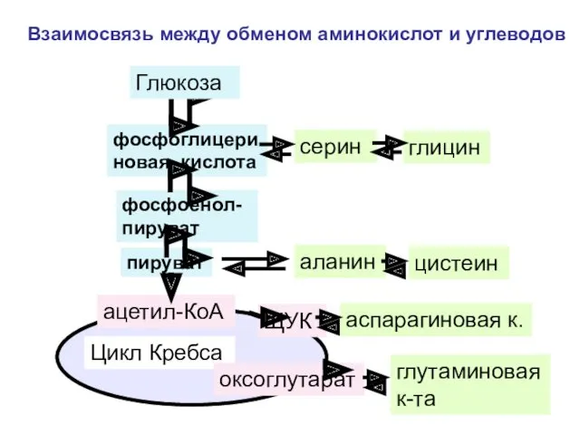 фосфоглицериновая кислота фосфоенол-пируват пируват ацетил-КоА Цикл Кребса ЩУК Взаимосвязь между