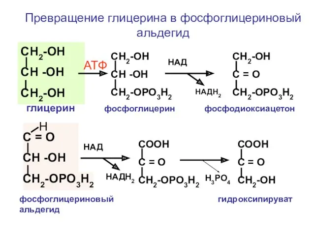 СН2-ОН СН -ОН СН2-ОН СН2-ОН СН -ОН СН2-ОРО3Н2 СН2-ОН С