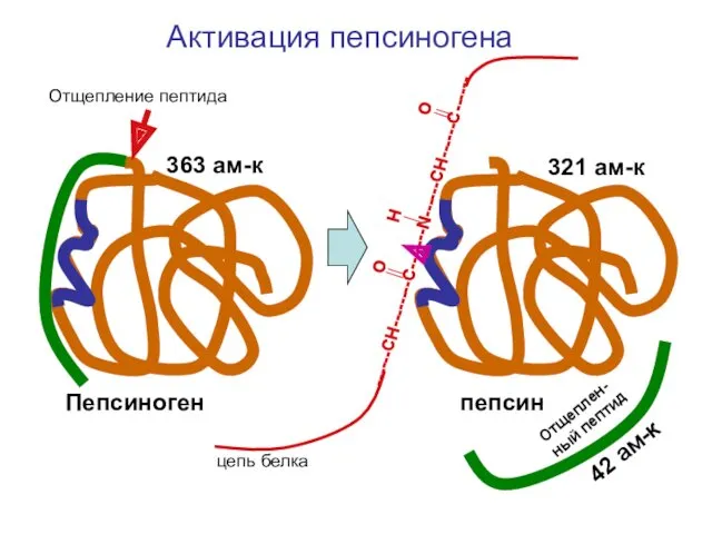 O H O ------CH--------С-------N------CH------C------ цепь белка Пепсиноген пепсин Отщепление пептида