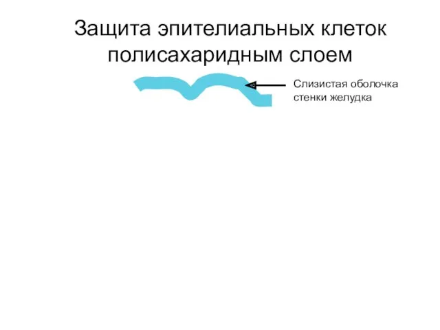 Защита эпителиальных клеток полисахаридным слоем Слизистая оболочка стенки желудка