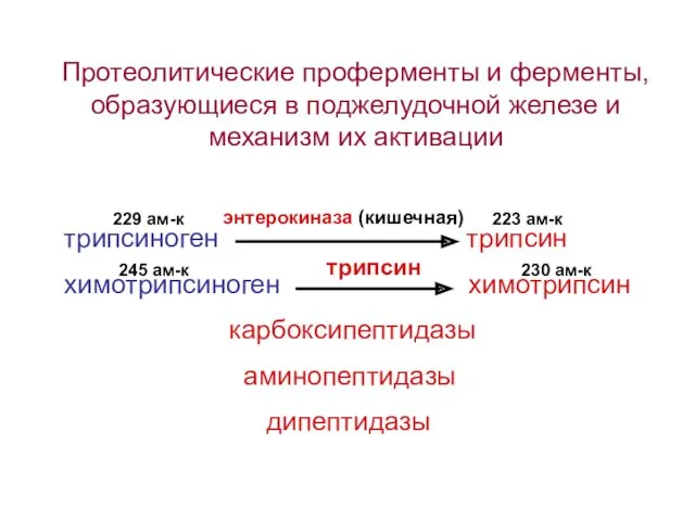 Протеолитические проферменты и ферменты, образующиеся в поджелудочной железе и механизм