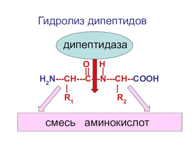 O H Н2N---CH---С---N---CH--COOH || | R1 R2 | | дипептидаза Гидролиз дипептидов смесь аминокислот