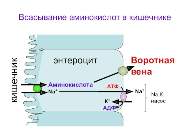 Аминокислота Na+ Nа+ К+ АТФ АДФ Воротная вена кишечник Всасывание аминокислот в кишечнике Na,К-насос энтероцит