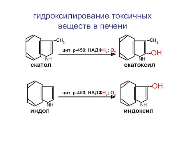 NН NН --СН3 скатол индол NН NН --СН3 скатоксил индоксил
