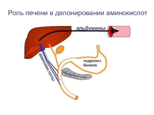 аминокислоты альбумины Роль печени в депонировании аминокислот гидролиз белков