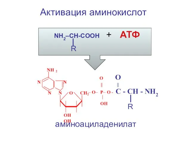 Активация аминокислот NH2–CH-COOH + АТФ R NH 2 N N