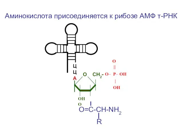 ЦЦА O || – O– P– OН | ОН ОН