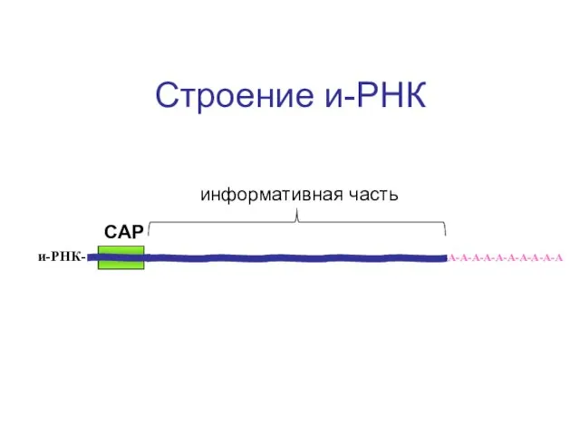 Строение и-РНК -А-А-А-А-А-А-А-А-А-А и-РНК- САР информативная часть