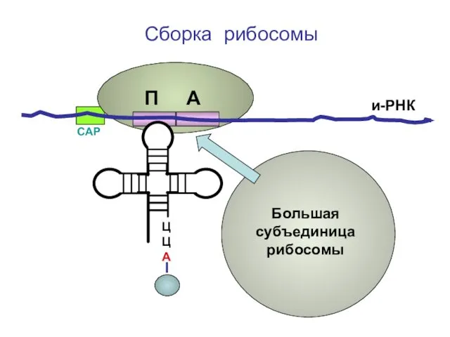 ЦЦА Сборка рибосомы и-РНК СAP П А