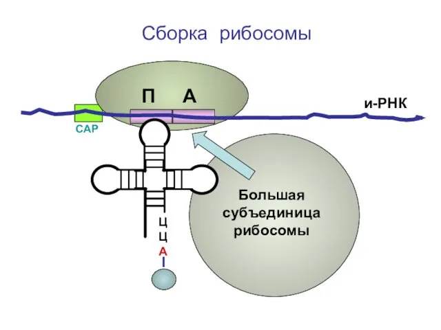 ЦЦА Сборка рибосомы и-РНК СAP П А