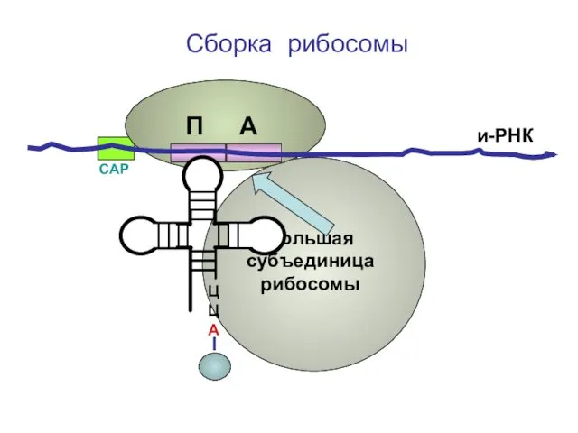 ЦЦА Сборка рибосомы и-РНК СAP П А