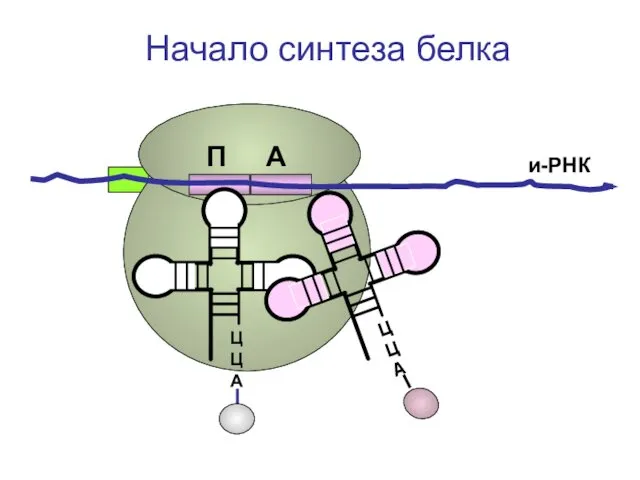 ЦЦА и-РНК Начало синтеза белка П А