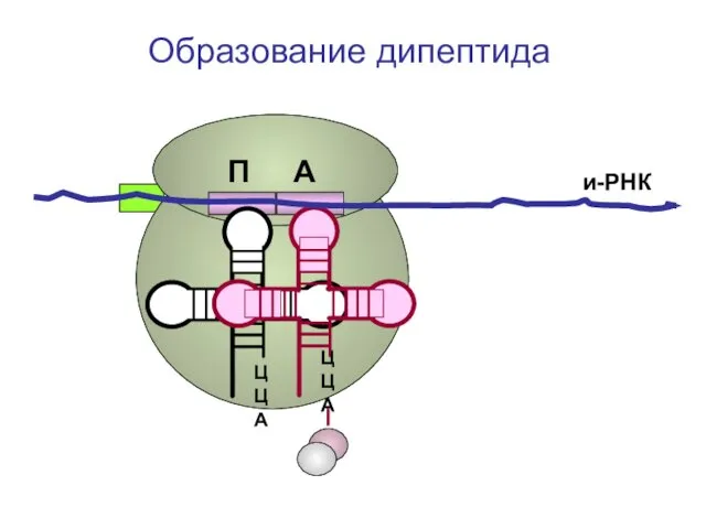 ЦЦА ЦЦА и-РНК Образование дипептида П А