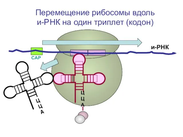 СAP и-РНК ЦЦА Перемещение рибосомы вдоль и-РНК на один триплет (кодон) ЦЦА