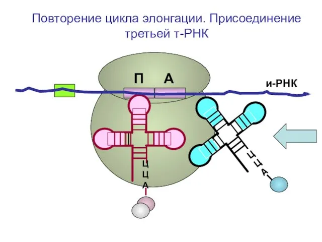 и-РНК ЦЦА ЦЦА Повторение цикла элонгации. Присоединение третьей т-РНК П А