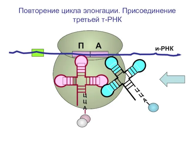 и-РНК ЦЦА Повторение цикла элонгации. Присоединение третьей т-РНК П А