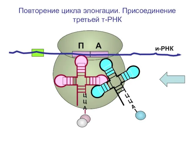 и-РНК ЦЦА Повторение цикла элонгации. Присоединение третьей т-РНК П А