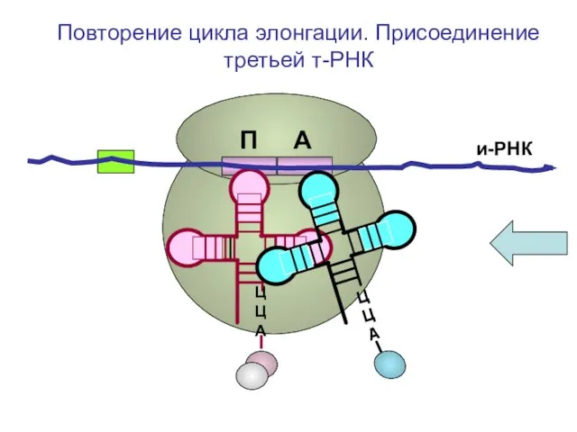 и-РНК ЦЦА Повторение цикла элонгации. Присоединение третьей т-РНК П А