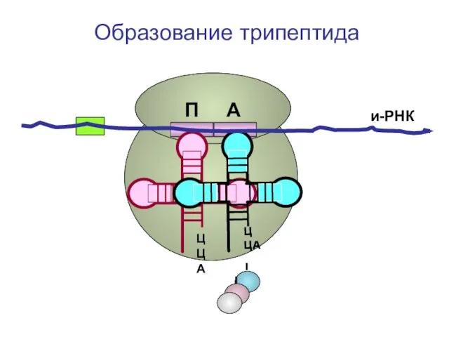 ЦЦА ЦЦА и-РНК П А Образование трипептида