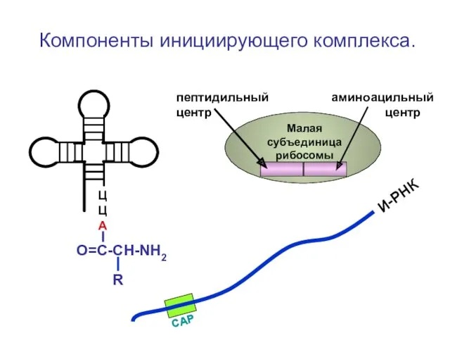 Компоненты инициирующего комплекса. ЦЦА О=С-СН-NH2 И-РНК Малая субъединица рибосомы пептидильный аминоацильный центр центр R