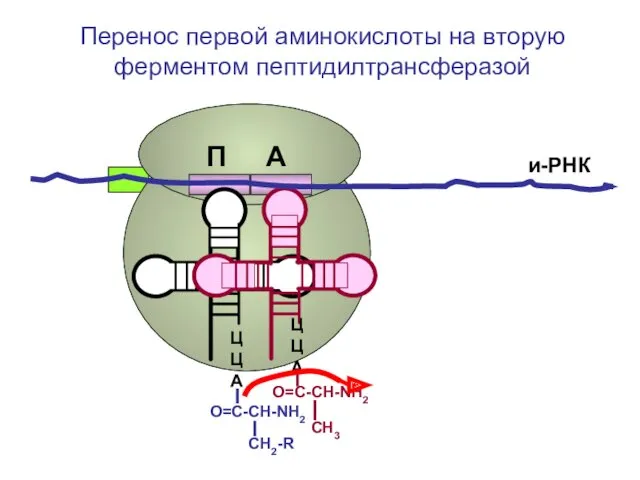 ЦЦА О=С-СН-NH2 СН2-R ЦЦА О=С-СН-NH2 СН3 и-РНК Перенос первой аминокислоты на вторую ферментом пептидилтрансферазой П А