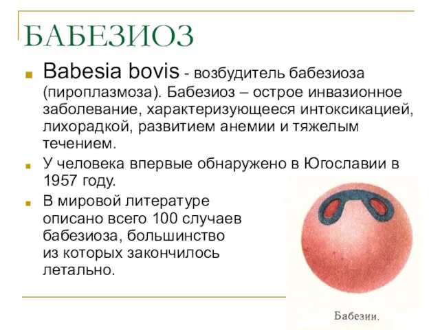 БАБЕЗИОЗ Babesia bovis - возбудитель бабезиоза (пироплазмоза). Бабезиоз – острое