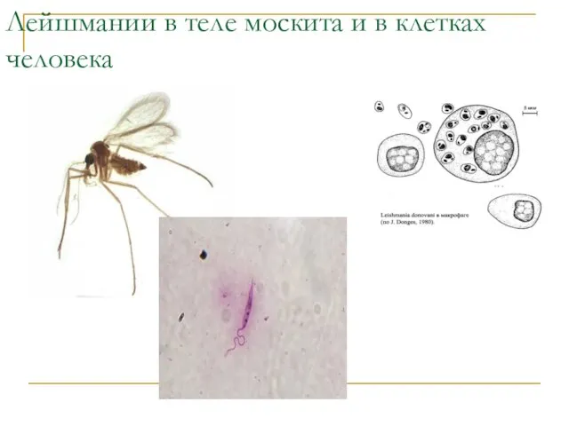 Лейшмании в теле москита и в клетках человека