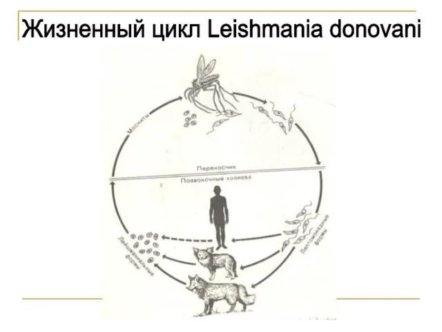 Жизненный цикл Leishmania donovani