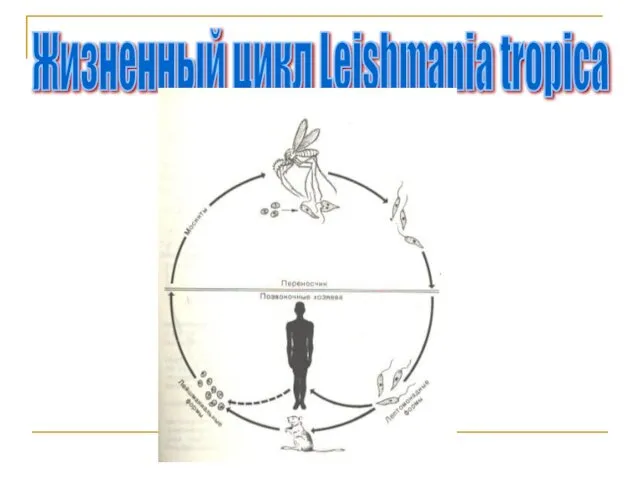 Жизненный цикл Leishmania tropica