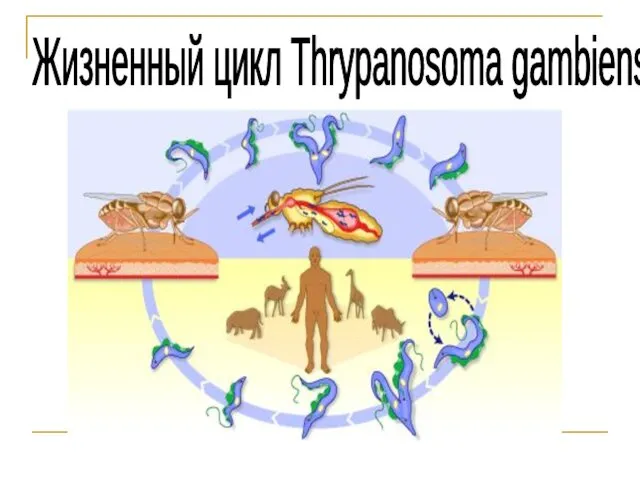 Жизненный цикл Thrypanosoma gambiense