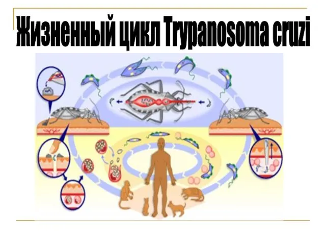 Жизненный цикл Trypanosoma cruzi