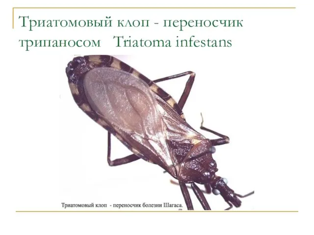 Триатомовый клоп - переносчик трипаносом Triatoma infestans