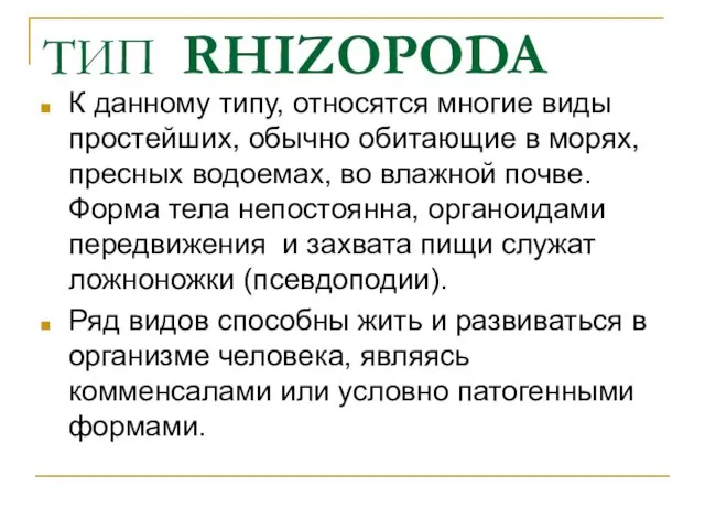 ТИП RHIZOPODA К данному типу, относятся многие виды простейших, обычно