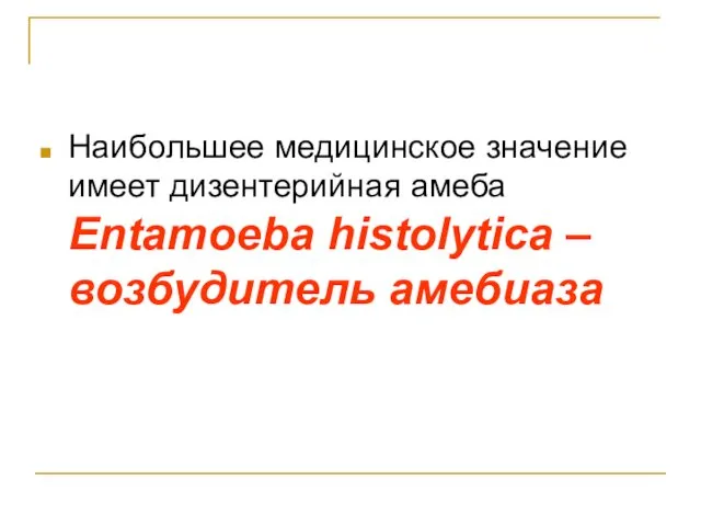 Наибольшее медицинское значение имеет дизентерийная амеба Entamoeba histolytica – возбудитель амебиаза