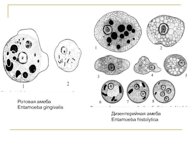 Ротовая амеба Entamoeba gingivalis Дизентерийная амеба Entamoeba histolytica