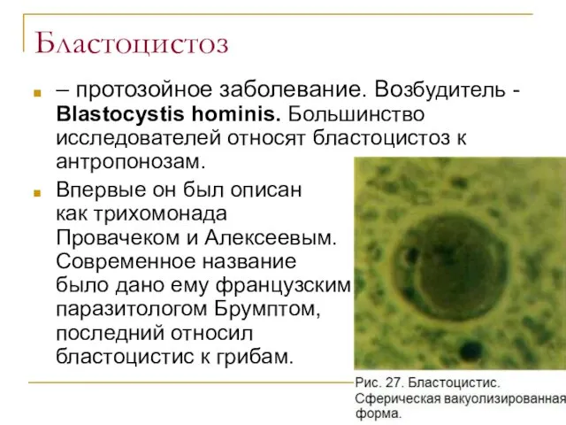 Бластоцистоз – протозойное заболевание. Возбудитель - Blastocystis hominis. Большинство исследователей