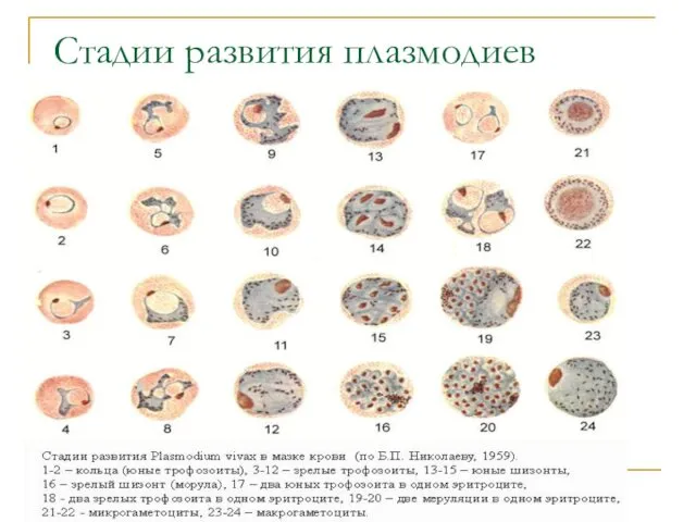 Стадии развития плазмодиев