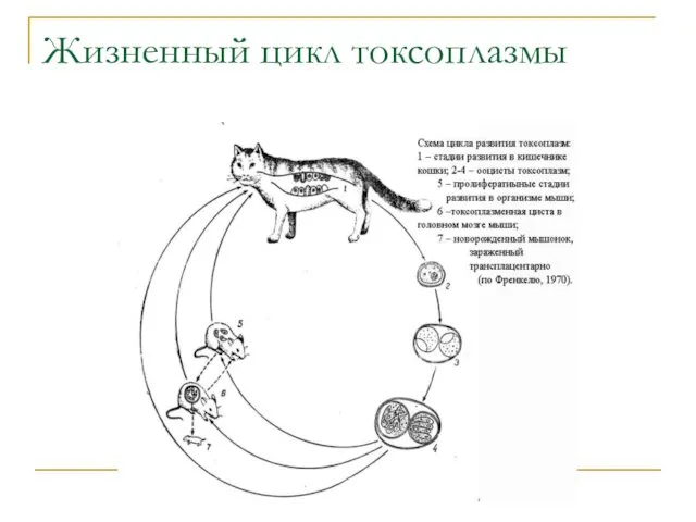 Жизненный цикл токсоплазмы