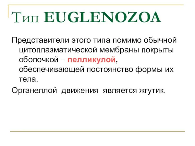 Представители этого типа помимо обычной цитоплазматической мембраны покрыты оболочкой –