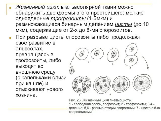 Жизненный цикл: в альвеолярной ткани можно обнаружить две формы этого