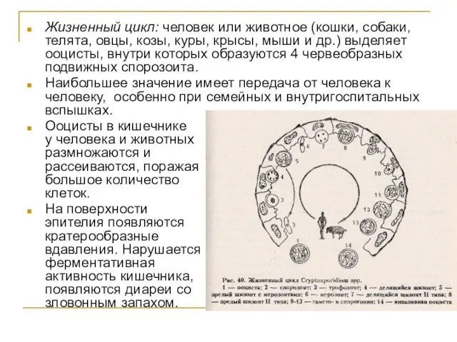 Жизненный цикл: человек или животное (кошки, собаки, телята, овцы, козы,