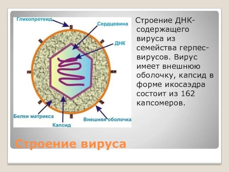 Строение вируса Строение ДНК-содержащего вируса из семейства герпес-вирусов. Вирус имеет внешнюю оболочку, капсид