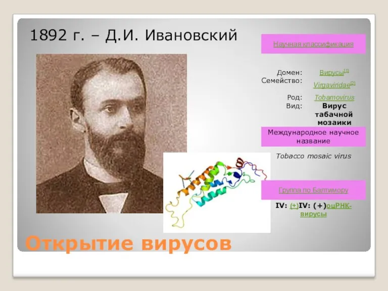 Открытие вирусов 1892 г. – Д.И. Ивановский