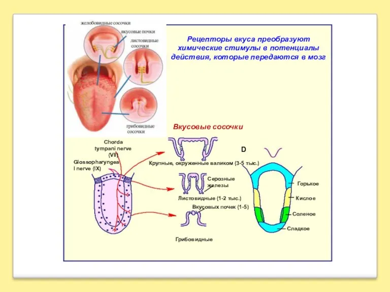Вкусовые сосочки Рецепторы вкуса преобразуют химические стимулы в потенциалы действия, которые передаются в мозг