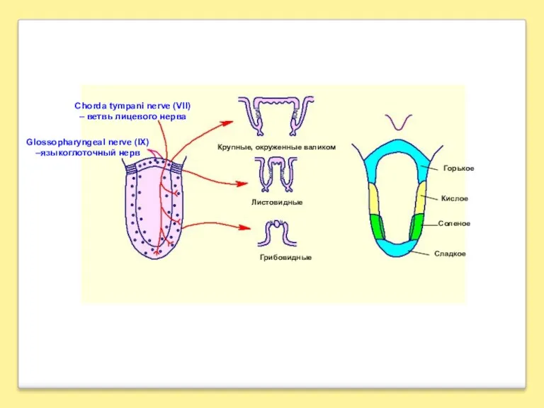 Chorda tympani nerve (VII) – ветвь лицевого нерва Glossopharyngeal nerve